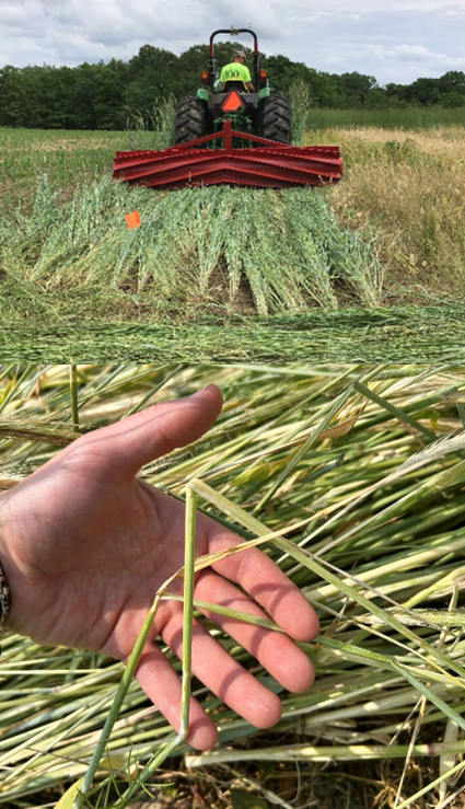 Two stacked images illustrating roller crimper use. The top image shows a tractor pulling a roller crimper to flatten a standing cover crop in a field. The bottom image shows a close-up of a hand holding a bent, crimped plant stem, demonstrating how the roller crimper crushes the stem to terminate the crop.